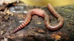 Rainworm: opis i značajke